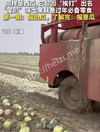 报仇瓜变报恩瓜